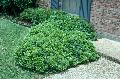 Dwarf Pittosporum / Pittosporum tobira 